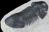 Bargain, Paralejurus Trilobite Fossil - Ofaten, Morocco #92132-3